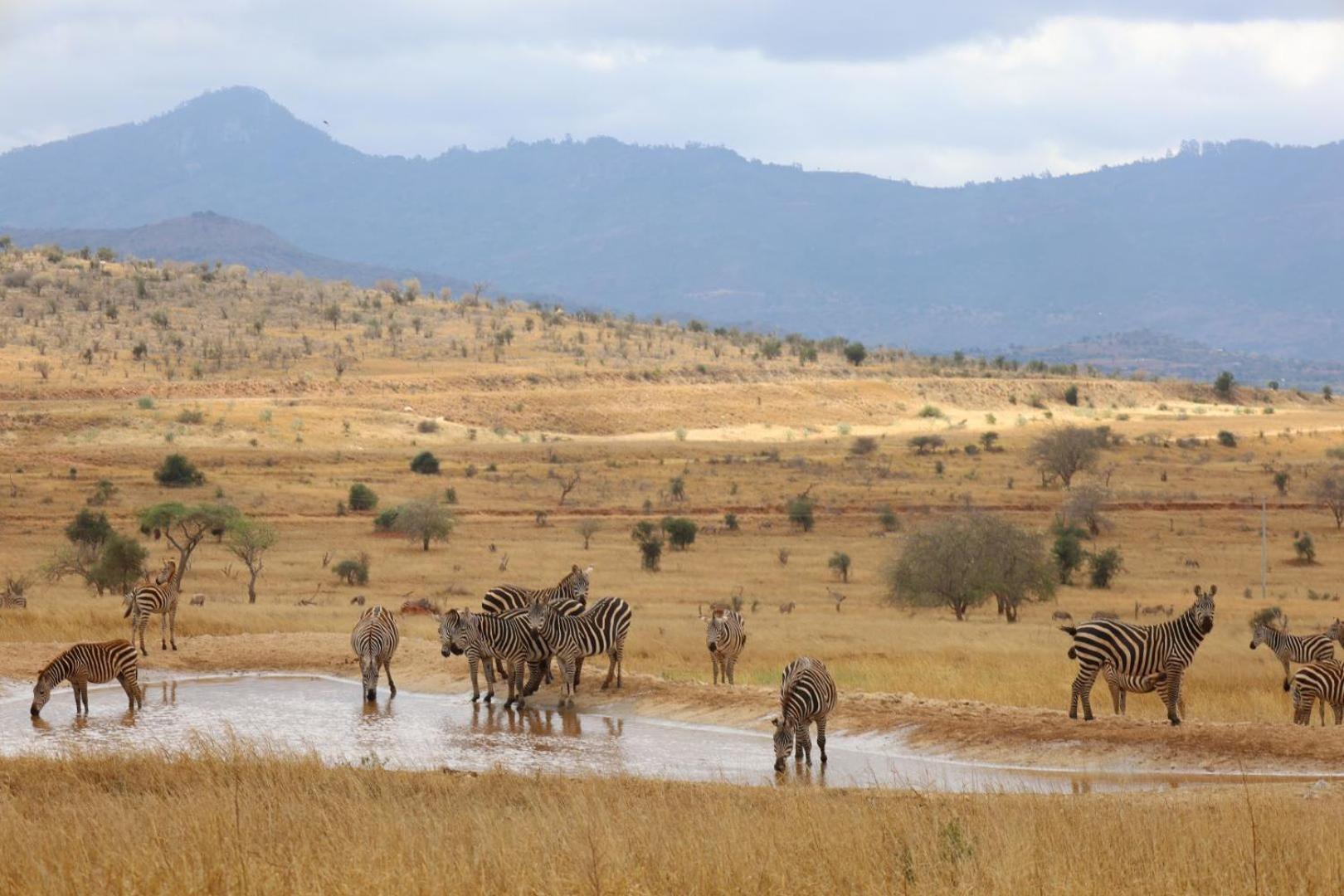 SALT LICK SAFARI LODGE TSAVO (Кения) - от 18335 RUB | NOCHI